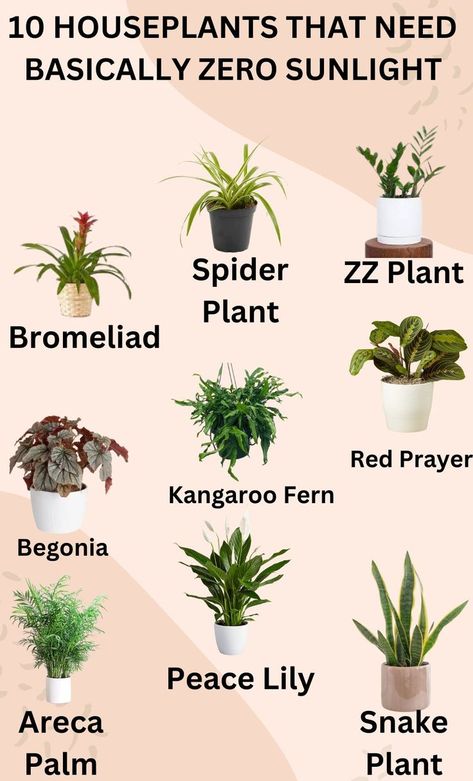 A pin featuring a list of 10 houseplants that require minimal sunlight to thrive, with images of the plants and care instructions Garden Types, Planting Flowers, Best Indoor Plants, Growing Plants Indoors, Indoor Plants Low Light, Indoor Plants, Growing Plants, House Plants Indoor, Plant Care