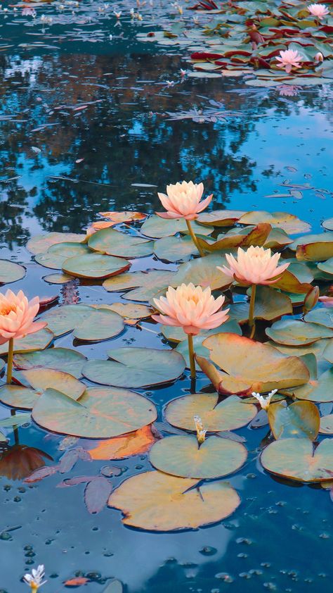 Pink lotus flower on water photo – Free South africa Image on Unsplash Gouache, Beautiful Flowers Pictures, Flowers Photography, Lotus Wallpaper, Lotus Flower Wallpaper, Flower Pictures, Pretty Wallpapers, Flower Images, Lotus Flower Pictures
