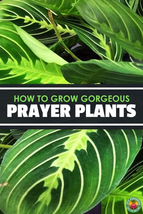 Planting Flowers, Flora, Ideas, Outdoor, Prayer Plant Care, Planting Herbs, Growing Plants, Growing Plants Indoors, Prayer Plant