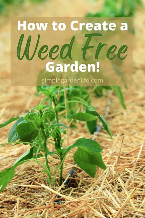 Flora, Garden Remedies, Gardening Tips, Garden Soil, Organic Weed Control, Garden Weeds, Small Vegetable Gardens, Vegtable Garden, Garden Tips