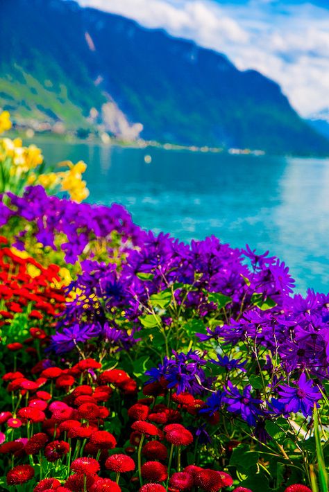 Tulips of Switzerland, Spring time, flowers with the Swiss Alps in the background, Lake Geneva Paradise, Nature Photography, Nature, Nature Wallpaper, Nature Pictures, Beautiful Nature, Beautiful Landscapes, Flowers Nature, Scenery