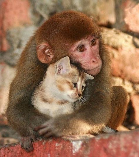 Monkeys, Baboon, Kittens Cutest, Cute Cats, Cats, Cute Kittens, Cute Animal Pictures, Cute Animals, Feline