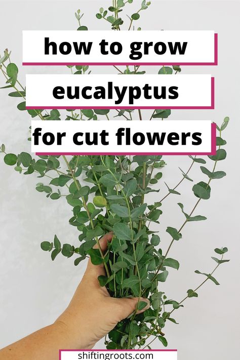 Bouquets, Summer, Planting Flowers, Ideas, Growing Cut Flowers, Growing Flowers, Flowers Perennials, Best Perennials, Flower Gardening
