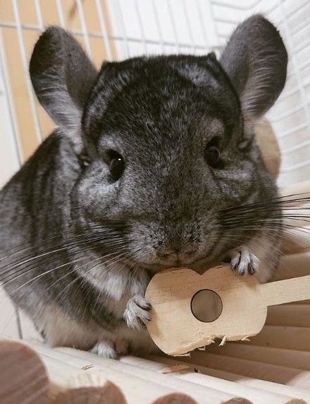 14 Conditions For Keeping Chinchillas In The House | PetPress Husky, Puppies, Chinchillas, Guinea Pigs, Chinchilla Pet, Pet Birds, Chinchilla Cute, Guinea Pig Toys, Chinchilla Fur