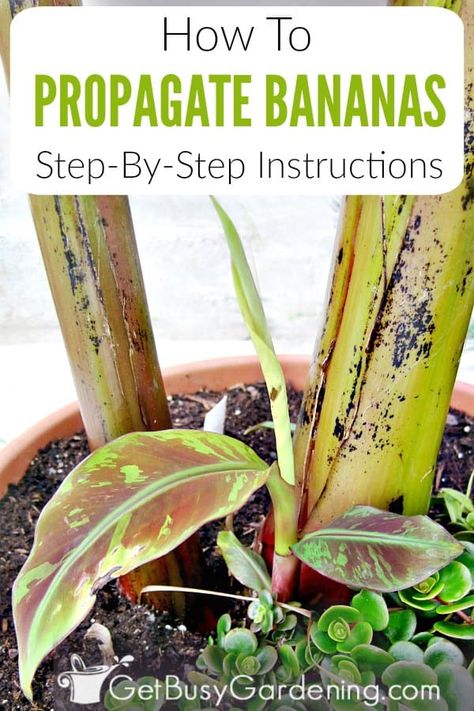 Propagating banana plants is easier than you might think. In this guide I’ll teach you how to identify banana plant pups or babies and how to tell if they’re mature enough to propagate. From there I’ll walk you through all the steps, from exactly how division propagation works, to ensuring that you’re using a good soil, and avoiding as much transplant shock as possible. Once you learn how to grow new banana plants from pups you’ll be able to expand your collection, and share with your friends. Garden Care, Grow Banana Tree, Growing Fruit, Growing Plants, How To Grow Bananas, Gardening Tips, Gardening For Beginners, Fertilizer, Plant Care