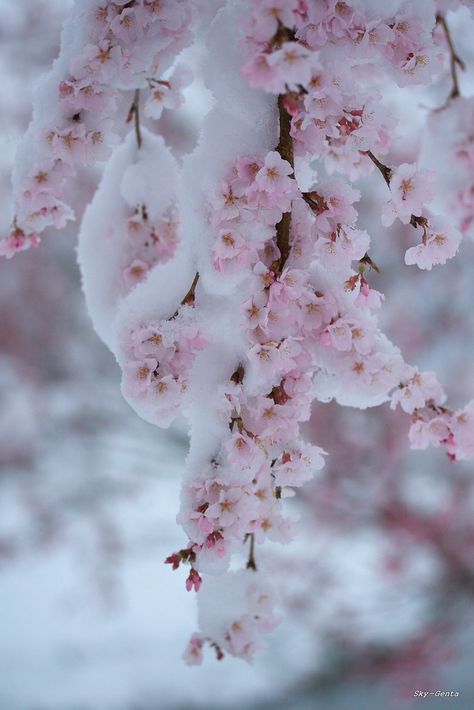 Cherry Blossom in snow -  Sky-Genta on Flickr https://flic.kr/p/7U6KHk
