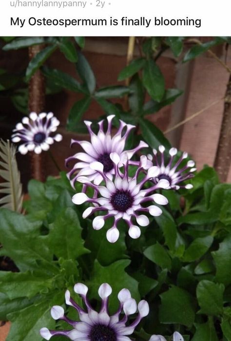 This osteospermum that's come to life and will soon devour the Earth: Planting Flowers, Plants, Gardening, Orchid Care, Plant Fungus, Orchids, Unusual Plants, Plant Life, Rare Plants