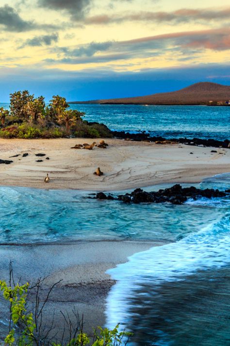 Summer, Beach, Cartagena, Bonito, Galapagos Islands, Galapagos Trip, Sea Lions, Galapagos Ecuador, Galapagos