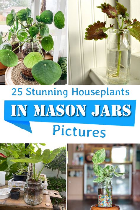 Have a look at some of the most beautiful Houseplants in Mason Jars Pictures that will surely tempt you to also grow them like this! Flora, Indore, Mason Jars, Inspiration, Modern Farmhouse, Diy, Happiness, Plants In Mason Jars, Plants In Jars
