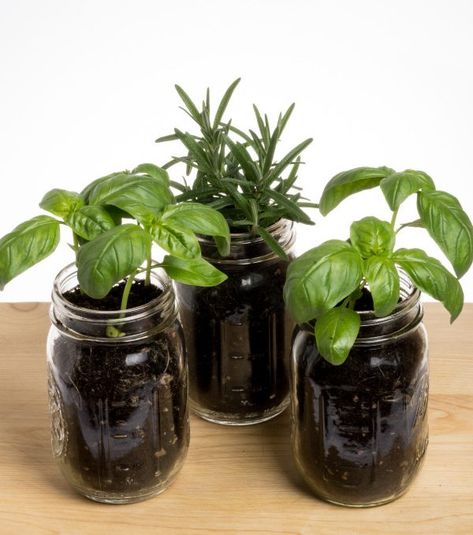 Mason Jar Garden 6 Plants You Can Grow - the Imperfectly Happy home Diy, Ideas, Mason Jars, Home Décor, Gardening, Design, Glass Containers, Mason Jar Herbs, Plants In Jars