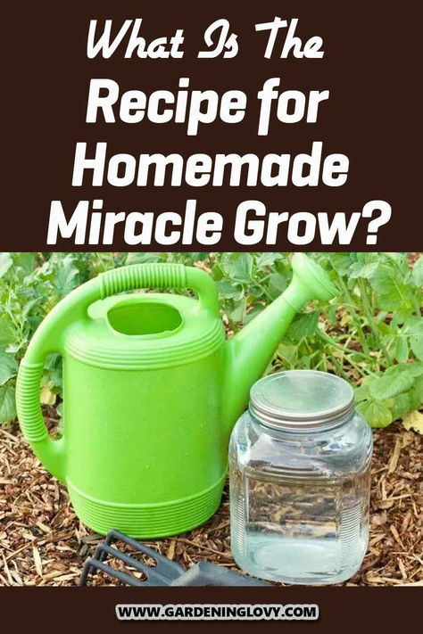 Homemade Miracle Grow is a wonderful fertilizer that uses organic ingredients, making it great for the growth of plants. Read this post to learn how to make homemade miracle grow using 6 ingredients recipe. Desserts, Shaded Garden, Homemade Plant Fertilizer, Homemade Fertilizer For Plants, Homemade Miracle Grow For Plants, Organic Fertilizer For Vegetables, Plant Fertilizer Diy, Tomato Fertilizer, Fertilizer For Plants