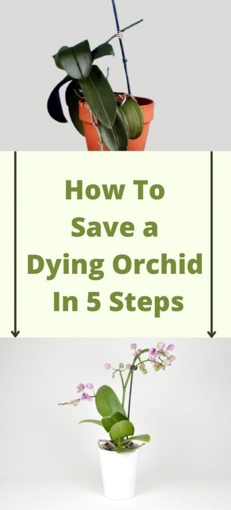 Outdoor, Gardening, How To Water Orchids, Orchid Care Rebloom, Caring For An Orchid, Orchid Repotting, How To Grow Orchids, Orchid Plant Care, Orchid Care
