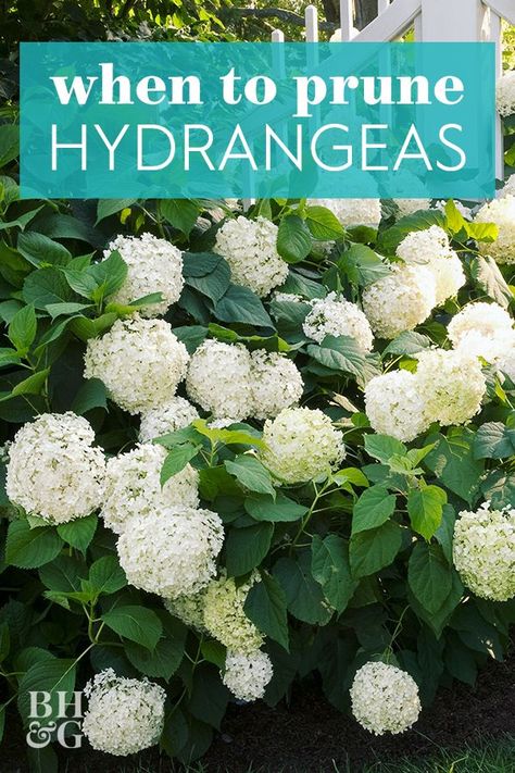 Garden Care, Gardening, When To Prune Hydrangeas, When To Trim Hydrangeas, Pruning Hydrangeas, Planting Hydrangeas, How To Trim Hydrangeas, Growing Hydrangeas, How To Trim Bushes