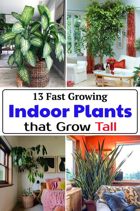 Create a larger than life look in your home instantly with Fast Growing Indoor Plants that Grow Tall to add beauty and character to your rooms. Flora, Ideas, Diy, Design, Large Indoor Plants, Best Indoor Plants, Tall Indoor Plants, Large Indoor Plants Low Light, Big Indoor Plants
