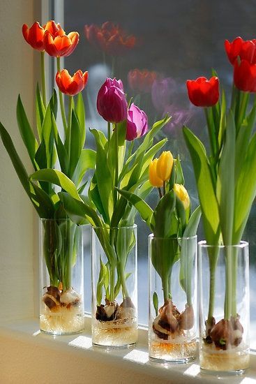 Garden Bulbs, Gardening, Bulb Flowers, Growing Bulbs, Tulip Bulbs, Inside Plants, Growing Tulips, Daffodil, Indoor Flowers