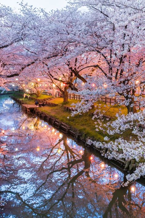 Where To See Cherry Blossoms In Japan & Where To Stay Flowers, Beautiful, Flores, Fotografia, Dieren, Aesthetic Japan, Jardim, Japan Aesthetic, Naturaleza