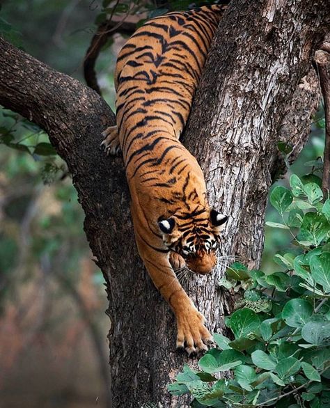 . Photo by @sachin_rai_photography A rather rare but the spectacular sight of a tiger climbing down a tree in the Ranthambore National Park. #Wild #Nature #Wildlife #Animals #Tiger #India #Wildeyesa... Wildlife Photography, Hyena, Cheetahs, Jaguar, Wild Life, Tiger Photography, Wild Tiger, Mammals, Wild
