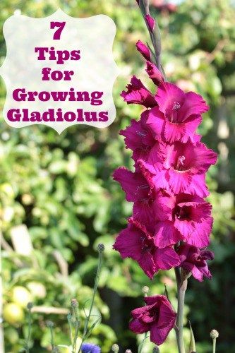 Grow in a pot 7 Tips for Growing Gladiolus                                                                                                                                                      More Planting Flowers, Gardening, Organic Gardening, Hibiscus, Vegetable Garden, Garden Bulbs, Planting Bulbs, Gardening Tips, Growing Flowers