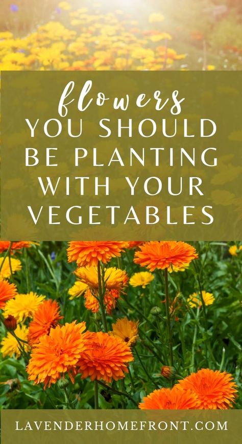 Outdoor, Shaded Garden, Growing Vegetables, Gardening, Growing Herbs, Growing Plants, Growing Veggies, Growing Flowers, Perennial Vegetables