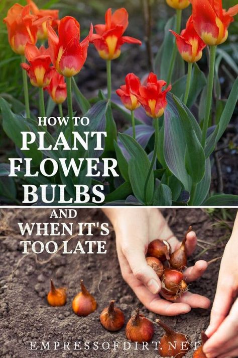 Outdoor, Planting Flowers, Ideas, Gardening, Decks, Spring Flowering Bulbs, Planting Tulips, Planting Bulbs In Spring, When To Plant Tulips