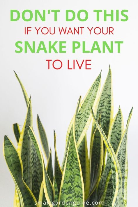 Gardening, Flora, Outdoor, Nature, Snake Plant Care, Snake Plant Propagation, Plant Care Houseplant, Indoor Plant Care, Plant Care