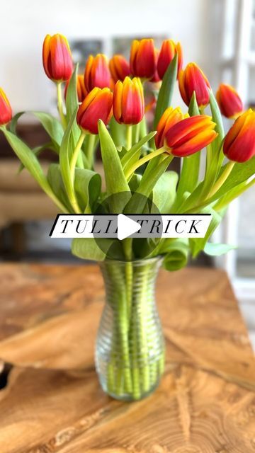 Italian Chef Deborah Dal Fovo on Instagram: "🌷🌷How I get tulips to stand up straight 🌷🌷
Are your tulips droopy? Don’t despair…get them to stand straight up with my simple trick. 

Tulips tend to bend and droop but make them stand tall by doing these simple steps:

1️⃣ Cut an inch off the bottom of the stems at a diagonal 
2️⃣ Fill a vase with only 2 inches of cold water, about the width of 3 fingers. 
3️⃣ Drop a copper penny or two in the water (I only used one) then arrange the tulips in the vase and watch what happens…

After anywhere from a couple hours ⏰ to overnight they go from curved and droopy to standing straight and tall. Mine greeted me in the morning with a salute 🫡. 

Simply gorgeous! Change the water every other day🚰 to keep your tulips standing tall 🌷🌷. 

👆Follow fo Decoration, Instagram, Tulip Care, Stems, Planting Tulips, Tulip Arrangements, Tulip Centerpieces, Tulip Centerpiece, Tulips Garden