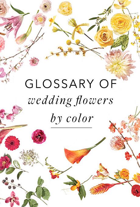 Glossary of wedding flowers by colour <3 Floral, Flowers, Floral Arrangements, Inspiration, Flower Guide, Flower Arrangements, Flowers Bouquet, Flower Bouquet Wedding, Bloemen