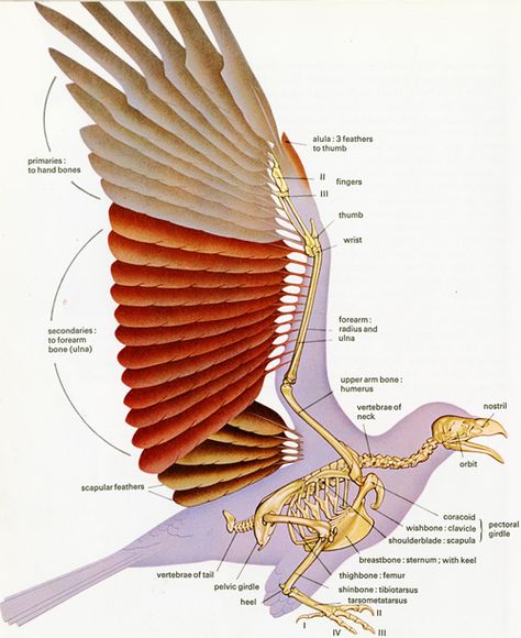R T Peterson-wing anatomy Croquis, Bird, Wings Book, Feather Anatomy, Feather, Bird Wings, Wings, Wing Anatomy, Bird Carving