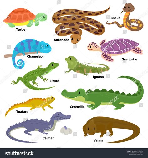 Fimo, Reptiles, Reptiles And Amphibians, Reptiles Pet, Chameleon Pet, Wildlife Animals, Lizard, Animal Articles, Turtle