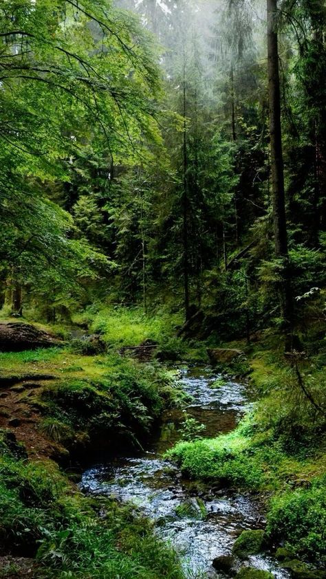 Outdoor, Nature, Wald, Forest, Nature Aesthetic, Nature Pictures, Pretty Places, Beautiful Forest, Nature Photos