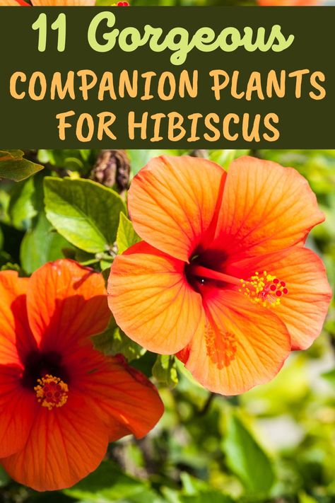 Planting Flowers, Hibiscus, Companion Planting, Vegetable Garden, What To Plant With Hibiscus, Growing Hibiscus, Perennial Garden, Hardy Hibiscus Plant, Hibiscus Shrub