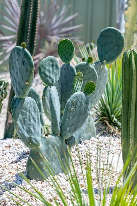 7 plants perfect for a Palm Springs garden | Better Homes and Gardens Salento, Palm Springs Landscaping, Desert Landscaping, Palm Springs Garden, Tropical Landscaping, Tropical Garden, Garden Landscaping, Succulent Landscape Design, Outdoor Gardens