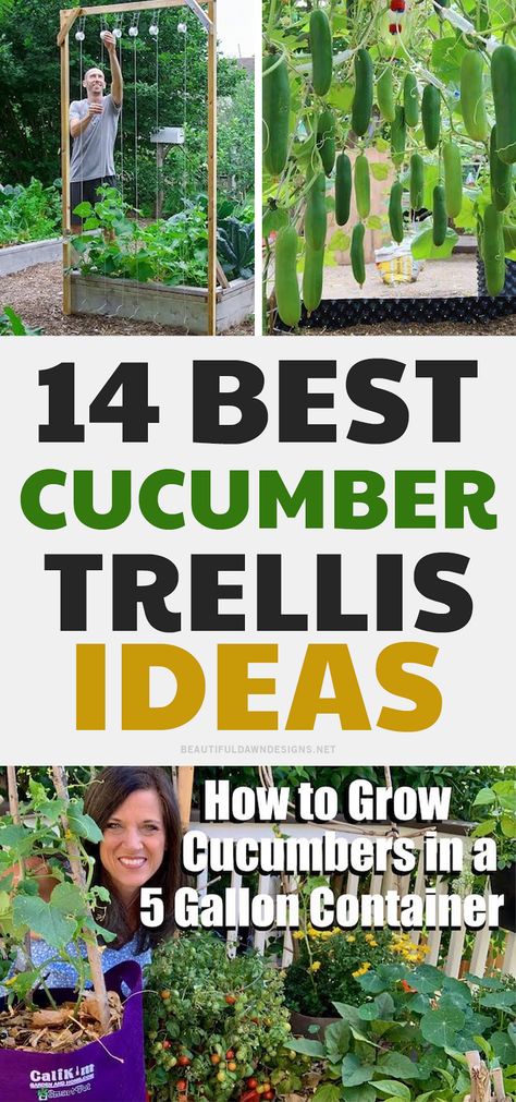 Flowers, Outdoor, Decoration, Gardening, Simple, Easy, Gardner, Tips, Courgette
