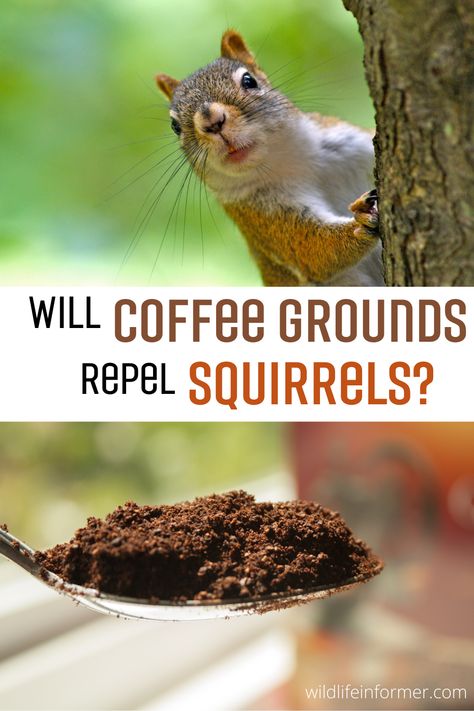 Have you ever heard of someone using coffee grounds to keep away squirrels? We take a look at this natural squirrel repellent and other ways to control pesky squirrels. Decoration, Nature, Bugs And Insects, Gardening, Anti Squirrel Bird Feeder, Squirrel Repellant, Get Rid Of Squirrels, Rodent Repellent, What Do Squirrels Eat