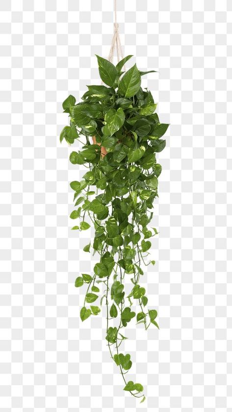Marble Pothos Hanging, Plants For Photoshop, Plants Photoshop, Plant White Background, Marble Pothos, Hanging Decoration Ideas, Balcony Hanging Plants, Png Plants, Wall Hanging Plants