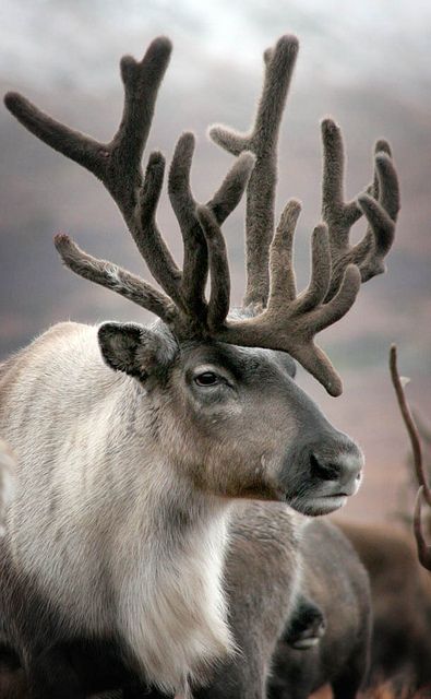 Caribou wonderful bokeh photography.                  ••••(KO) The big guy is sleepy. Needs a nap. Manx, Alaska, Winter, Snow, Lappland, Power, Finland, Fotografia, Resim