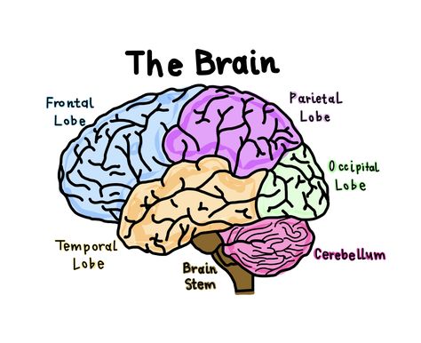 Created on goodnotes brain diagram brain lobes Art, Brain Diagram, Brain Structure Diagram, Brain Anatomy And Function, Brain Stem, Brain Structure, Brain Anatomy, Brain Lobes Diagram, Brain Models