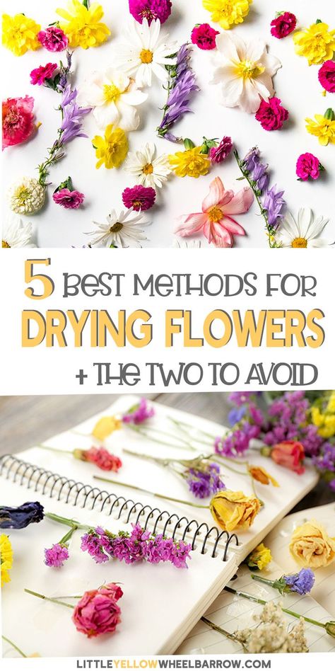 Dried And Pressed Flowers, Upcycling, Diy, How To Preserve Flowers, Pressed Flowers, Pressed Flowers Diy, Pressed Flower Crafts, Dried Flowers Diy, Dried Flowers Crafts