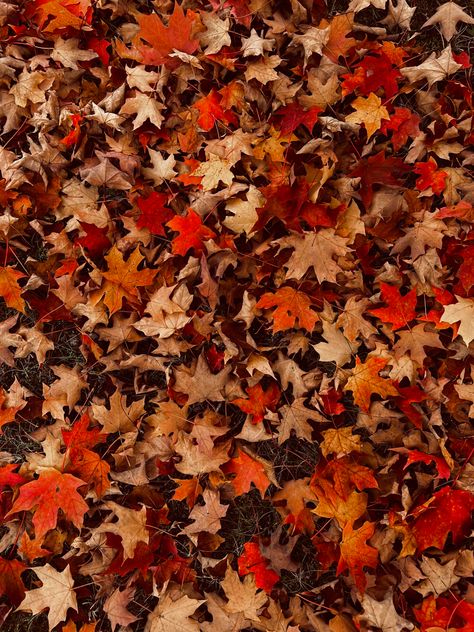 Collage, Autumn, Autumn Aesthetic, Background, Fall, Wallpaper, Autumn Leaves, Autumn Leaves Background, Autumn Leaves Wallpaper