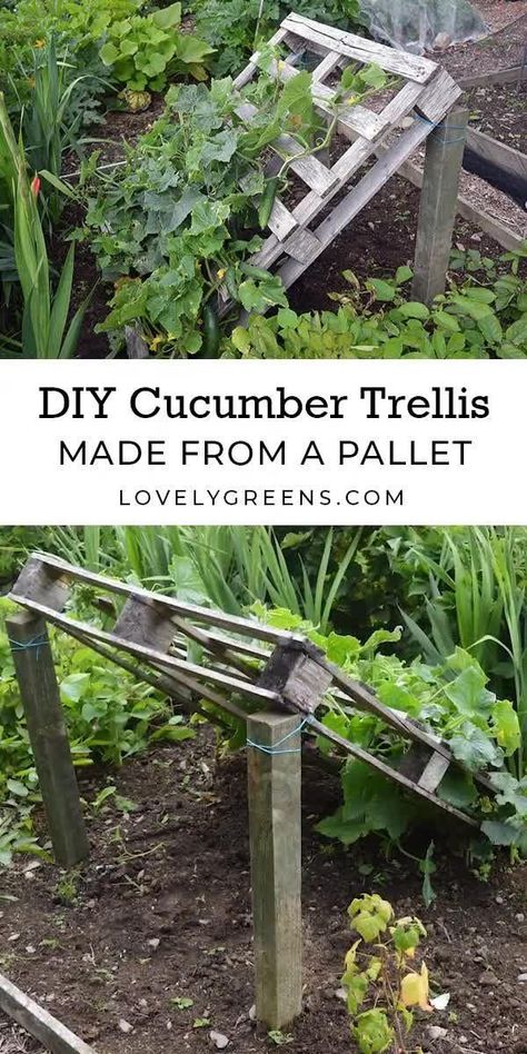 Gardening, Shaded Garden, Trellis, Cucumber Trellis Diy, Cucumber Garden Trellis, Vegetable Garden Trellis, Homemade Trellis, Easy Garden Beds, Vegetable Garden Diy