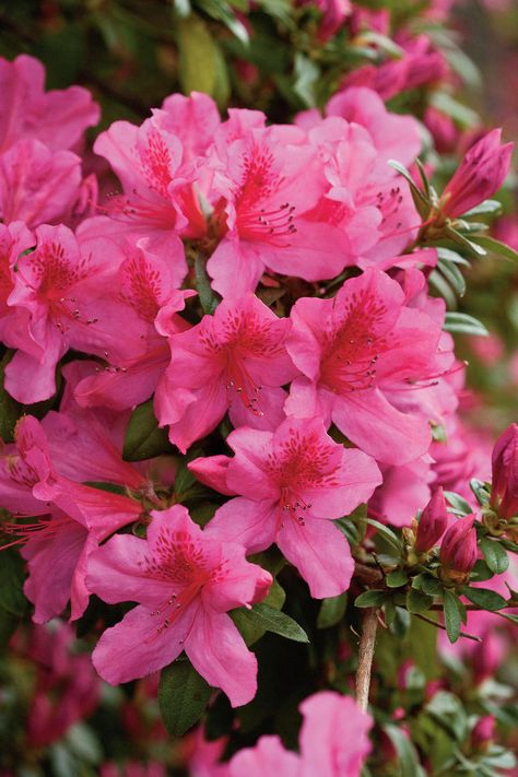 'Pride of Mobile' Southern Indica Hybrid | Azaleas can bloom from late winter into early summer, depending on type. To extend the season, plant early-, mid-, and late-season bloomers. Here are a few of the azaleas we love most. Plants, Floral, Gardening, Flora, Azaleas Garden, Azalea Flower, Shrubs, Pink Azaleas, Azaleas