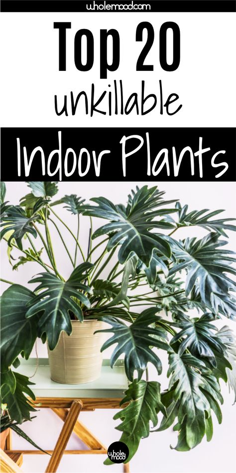 Home Décor, Indore, Diy, Design, Growing Plants Indoors, Best Indoor Plants, Plant Care, Indoor Plants Styling, Outdoor Plants