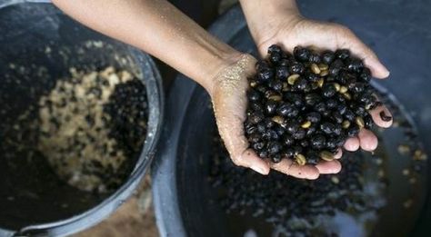 World's Rarest and Most Expensive Coffee Is Made By Elephants >> https://www.finedininglovers.com/blog/news-trends/black-ivory-coffee-world-most-expensive/ Protein, Brunch, Fruit, Yogyakarta, Ivory, Arabica Beans, Coffee Beans, Expensive Coffee, Best Coffee