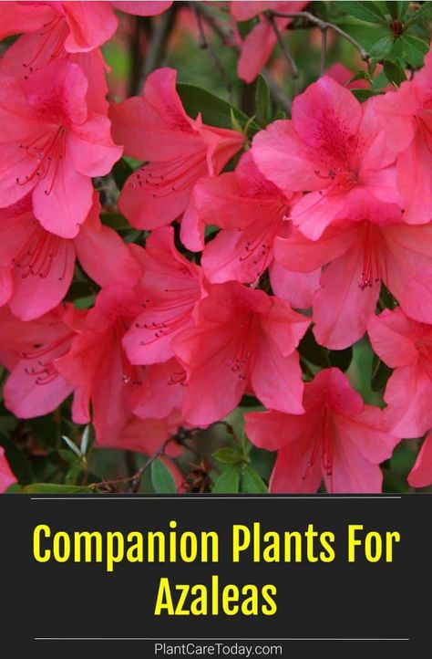 Roses, Tattoos, Companion Planting, Planting Flowers, Azalea Shrub, Hardy Perennials, Pollinator Garden, Azalea Bush, Azaleas Garden
