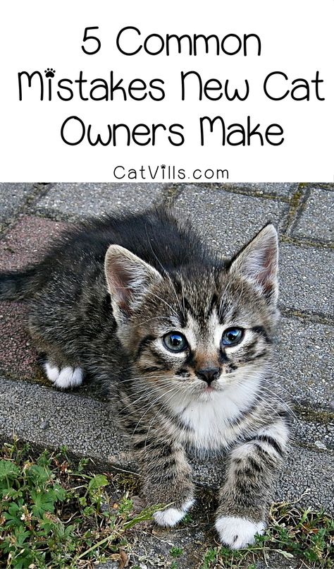Common Mistakes New Cat Owners Make Instagram, Kawaii, Cat Care Tips, Cat Owners, Cat Behavior, First Time Cat Owner, Cat Care, Kitten Care, Cat Parenting
