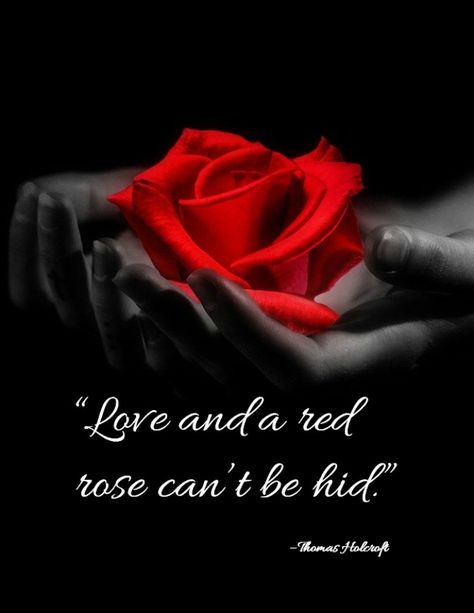 hands holding a red rose and the quote “Love and a red rose can’t be hid.” – by Thomas Holcroft