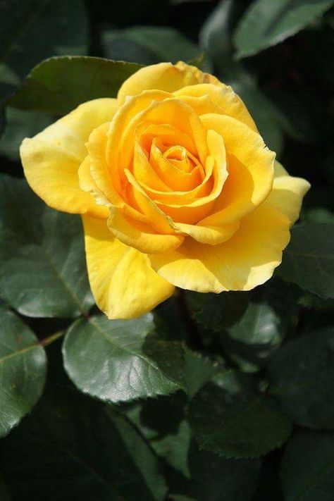 Pearl Rose Bush, Rose Fertilizer, Hybrid Tea Roses, Rose Garden, Growing Roses, Red Roses, Beautiful Rose Flowers, Rose, Rose Flower