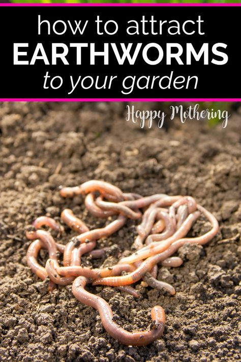 Earth Worms, Pool Small, Dubai Miracle Garden, Benefits Of Gardening, Organic Pesticide, Small Backyard Designs Layout, Garden Compost, Meteor Garden 2018, Earthworms