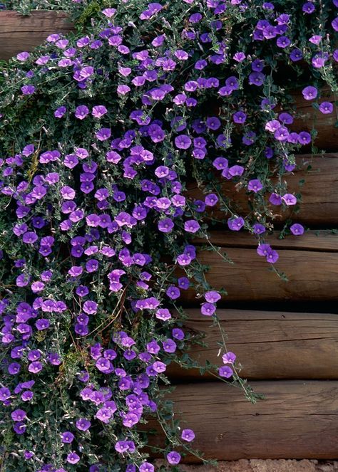 Cascading plants Get to know this selection of fabulous cascading, spilling and draping plants. Planting Flowers, Gardenia, Convolvulus Sabatius, Flower Garden, Ground Cover Plants, Cascading Flowers, Purple Flowers Garden, Purple Garden, Garden Plants
