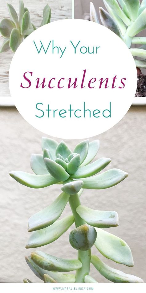 Container Gardening, Planting Flowers, Succulent Care, Growing Succulents, Succulent Gardening, Planting Succulents, Cactus House Plants, Plant Care, Cacti And Succulents
